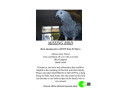 pet-missing-from-sydney-small-0