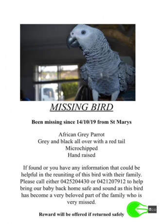 pet-missing-from-sydney-big-0