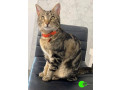 lost-cat-at-browning-avenue-lakemba-small-0