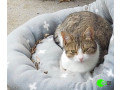 pet-missing-from-leopold-vic-area-small-0