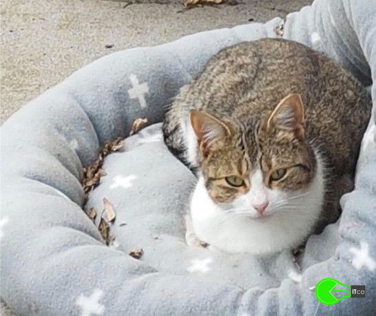 pet-missing-from-leopold-vic-area-big-0