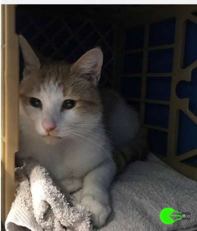 cat-found-at-picnic-point-sydney-big-0