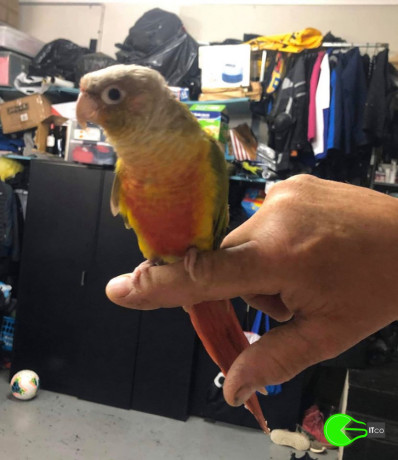 found-pet-at-cinnamon-green-cheek-conure-in-avondale-heights-big-0