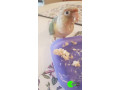 parrot-missing-from-porter-st-ryde-small-0