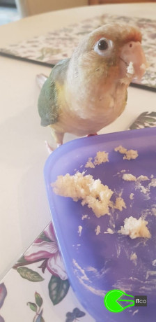 parrot-missing-from-porter-st-ryde-big-0