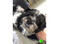 pet-missing-from-seaforth-small-0