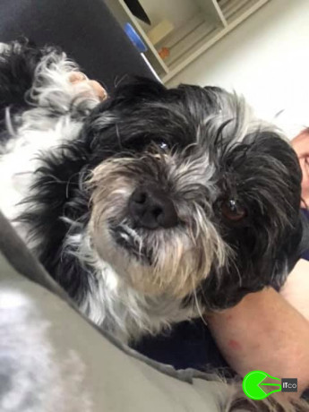 pet-missing-from-seaforth-big-0