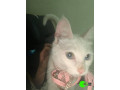 cat-found-with-collar-at-wakeley-small-0