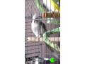 lost-cockatiel-from-menai-small-0