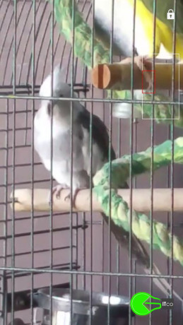 lost-cockatiel-from-menai-big-0