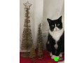 cat-missing-from-riverwood-small-0