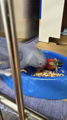 found-shorncliffe-big-1