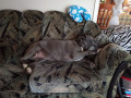 my-furbaby-lollie-gurl-small-0