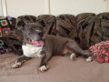 my-furbaby-lollie-gurl-small-1