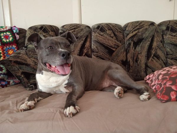 my-furbaby-lollie-gurl-big-1