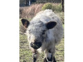 lost-cow-woodside-small-0