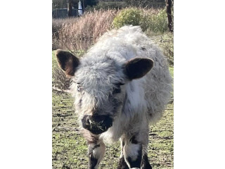 LOST COW Woodside