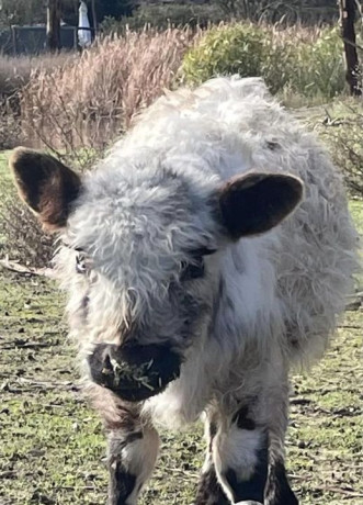 lost-cow-woodside-big-0