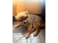 im-missing-a-pomeranian-small-0