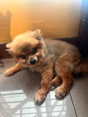 im-missing-a-pomeranian-big-0