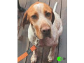 dog-lost-from-forrest-yaugher-mtb-small-0