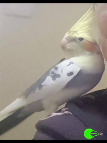 cockateil-breed-bird-missing-from-gympie-big-0