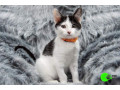 kitten-missing-form-grange-small-0