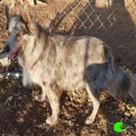 pet-found-at-barkly-highway-northern-territory-big-0