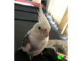 cockatiel-lost-at-eatons-hill-queensland-au-small-0