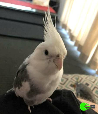 cockatiel-lost-at-eatons-hill-queensland-au-big-0