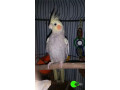 cockatiel-missing-from-glenalta-small-0