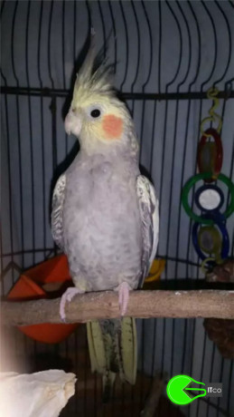 cockatiel-missing-from-glenalta-big-0