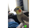 cockatiel-missing-from-western-suburbs-small-0