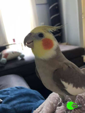 cockatiel-missing-from-western-suburbs-big-0