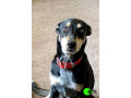 pet-missing-from-halbury-small-0