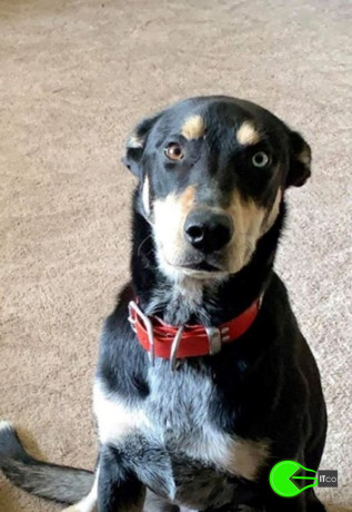 pet-missing-from-halbury-big-0