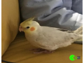 cockatiel-missing-from-sydney-small-0