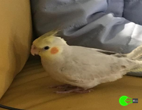 cockatiel-missing-from-sydney-big-0