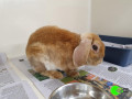 found-rabbit-on-warners-ave-small-0