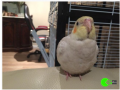 cockatiel-missing-from-sydney-small-0