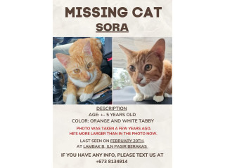 MISSING CAT – PLEASE HELP!
