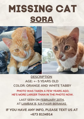 missing-cat-please-help-big-0