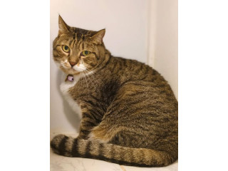 Missing Cat Alert