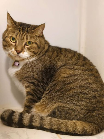 missing-cat-alert-big-0