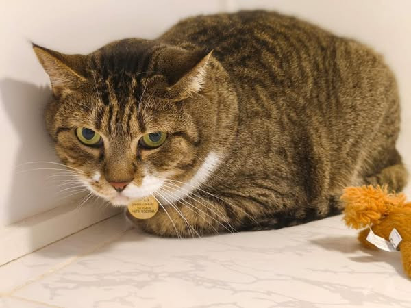 missing-cat-alert-big-2