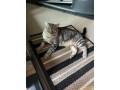 our-sweet-cat-muse-has-been-missing-small-1