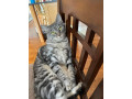 our-sweet-cat-muse-has-been-missing-small-2