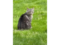 our-sweet-cat-muse-has-been-missing-small-0