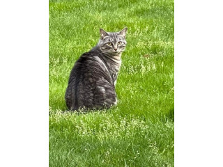 Our sweet cat Muse has been missing