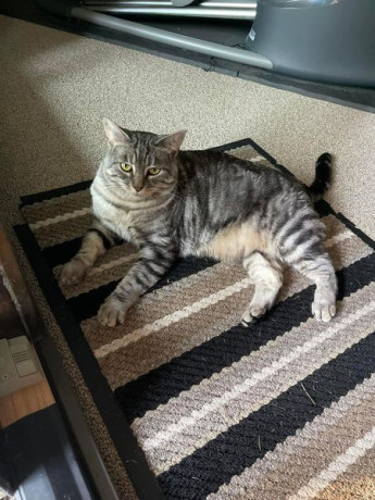 our-sweet-cat-muse-has-been-missing-big-1